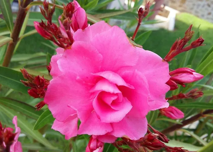 La מלון דירות 4*